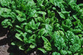 Bloomsdale Spinach Seeds - 150+ Non-GMO Heirloom Seeds for Fresh Garden | Spinacia oleracea