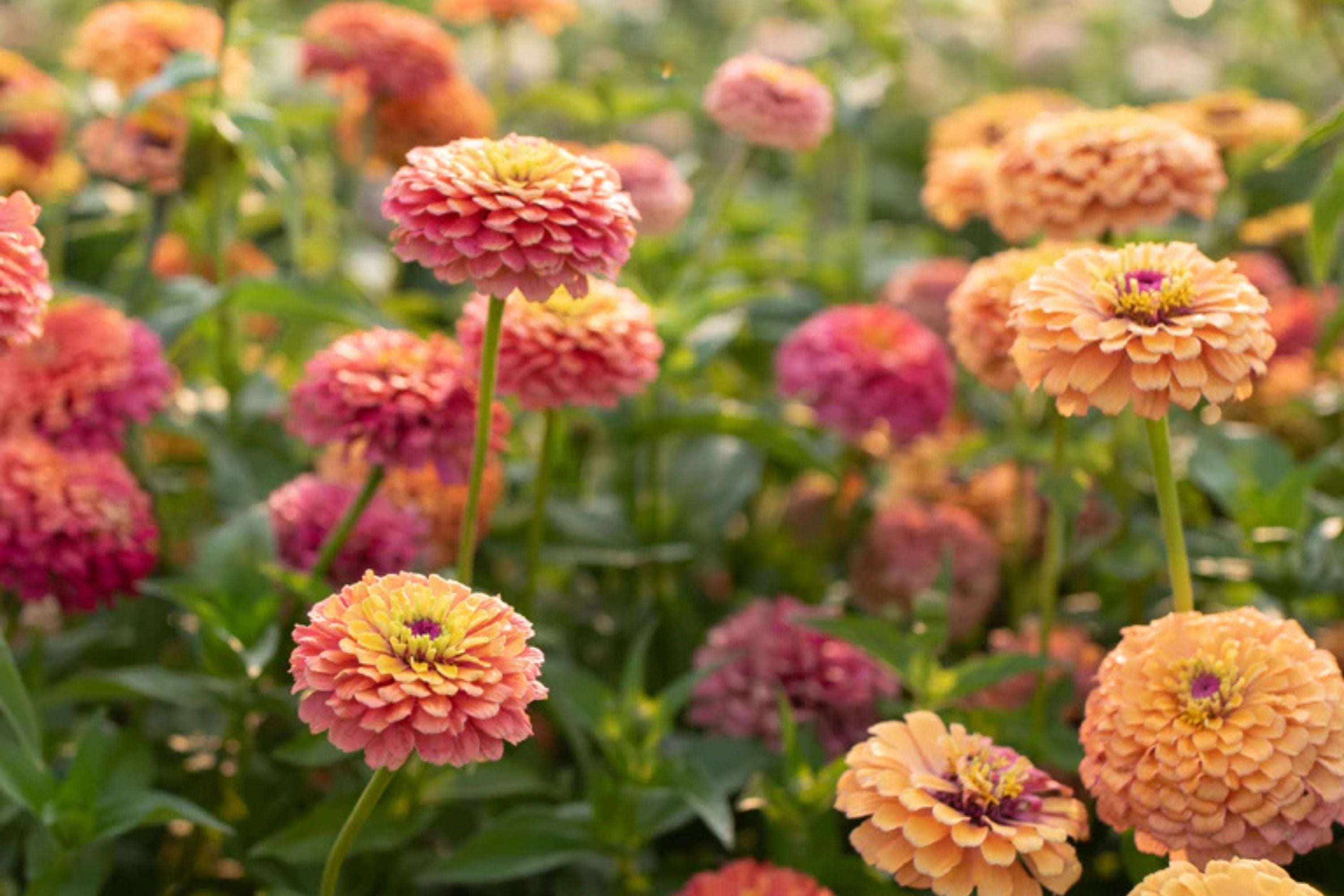 Unicorn Mix Zinnia Seeds - 100+ Magical Color Blooms - USA Grown -  - Butterfly Garden - Cut Flowers - Easy to Grow