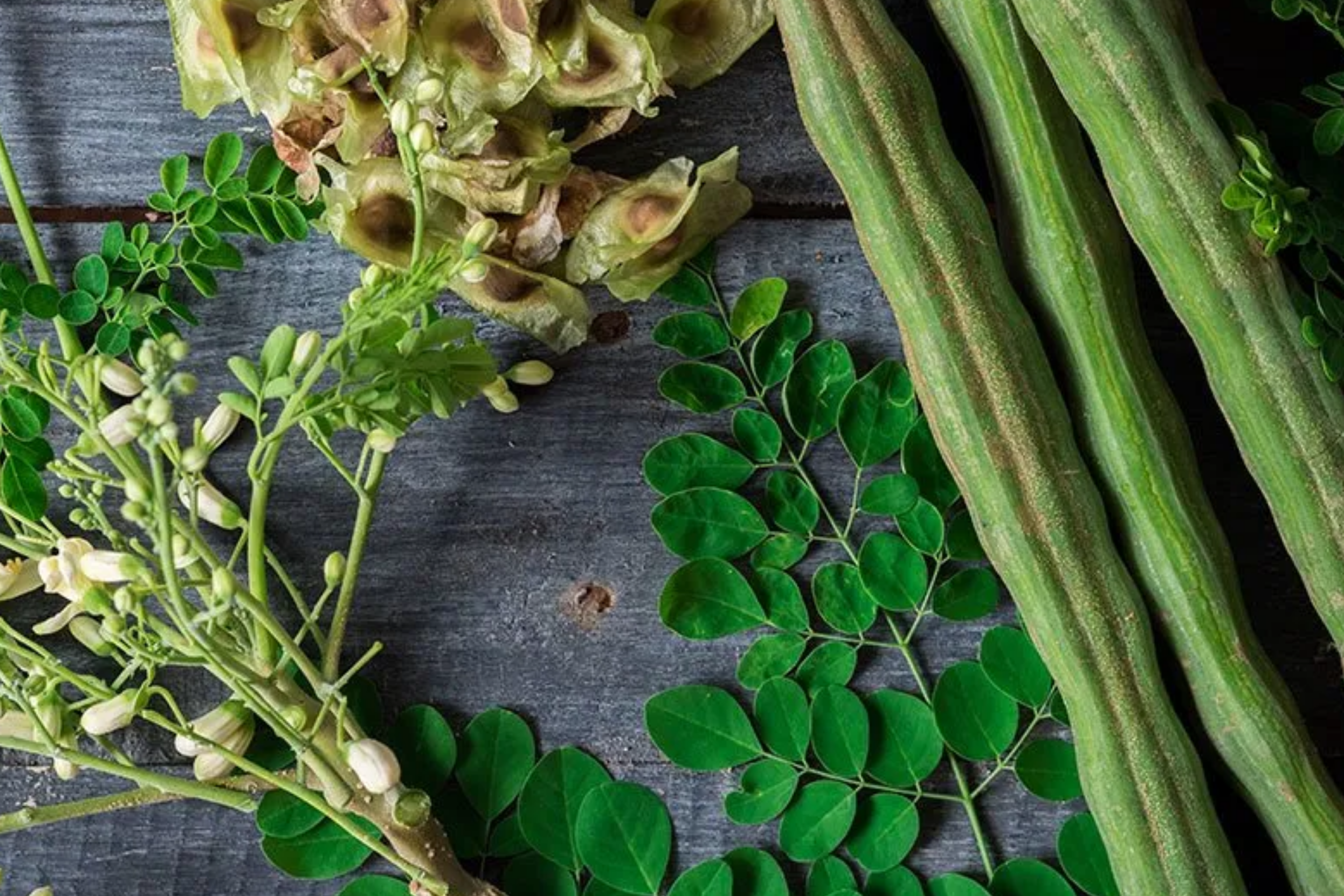 Moringa Tree Seeds - 10 Seeds, Drumstick Tree (Moringa oleifera), Tree of Life, Nutrient-Rich Superfood for Planting