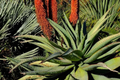 Aloe Speciosa Seeds - 20 PCS - Unique Succulent Seeds for Planting - Fast US Shipping
