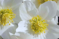 Christmas Rose Seeds - 12 Seeds - White Flowers - Helleborus Niger - Perennial Winter Bloomer - Deer Resistant Ground Cover