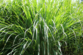 Lemon Grass Seeds 100 Count Cymbopogon flexuosus Aromatic Herb for Cooking & Tea, Home Gardening, Perennial Plant