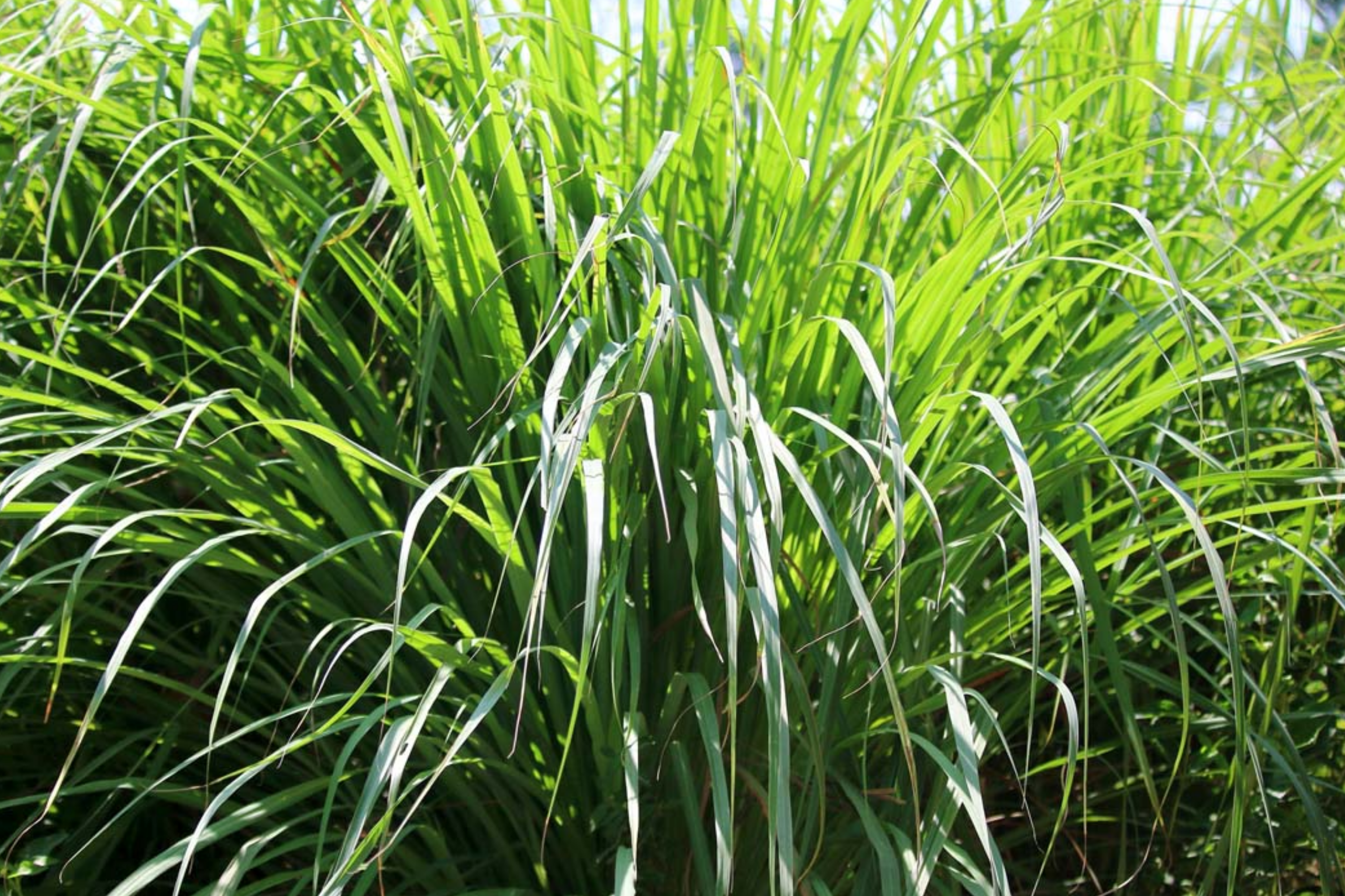 Lemon Grass Seeds 100 Count Cymbopogon flexuosus Aromatic Herb for Cooking & Tea, Home Gardening, Perennial Plant
