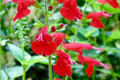 Scarlet Sage Seeds - 400 Count - Bright Red Flowering Plant - Salvia Coccinea - Perennial/Annual for Zones 4-10
