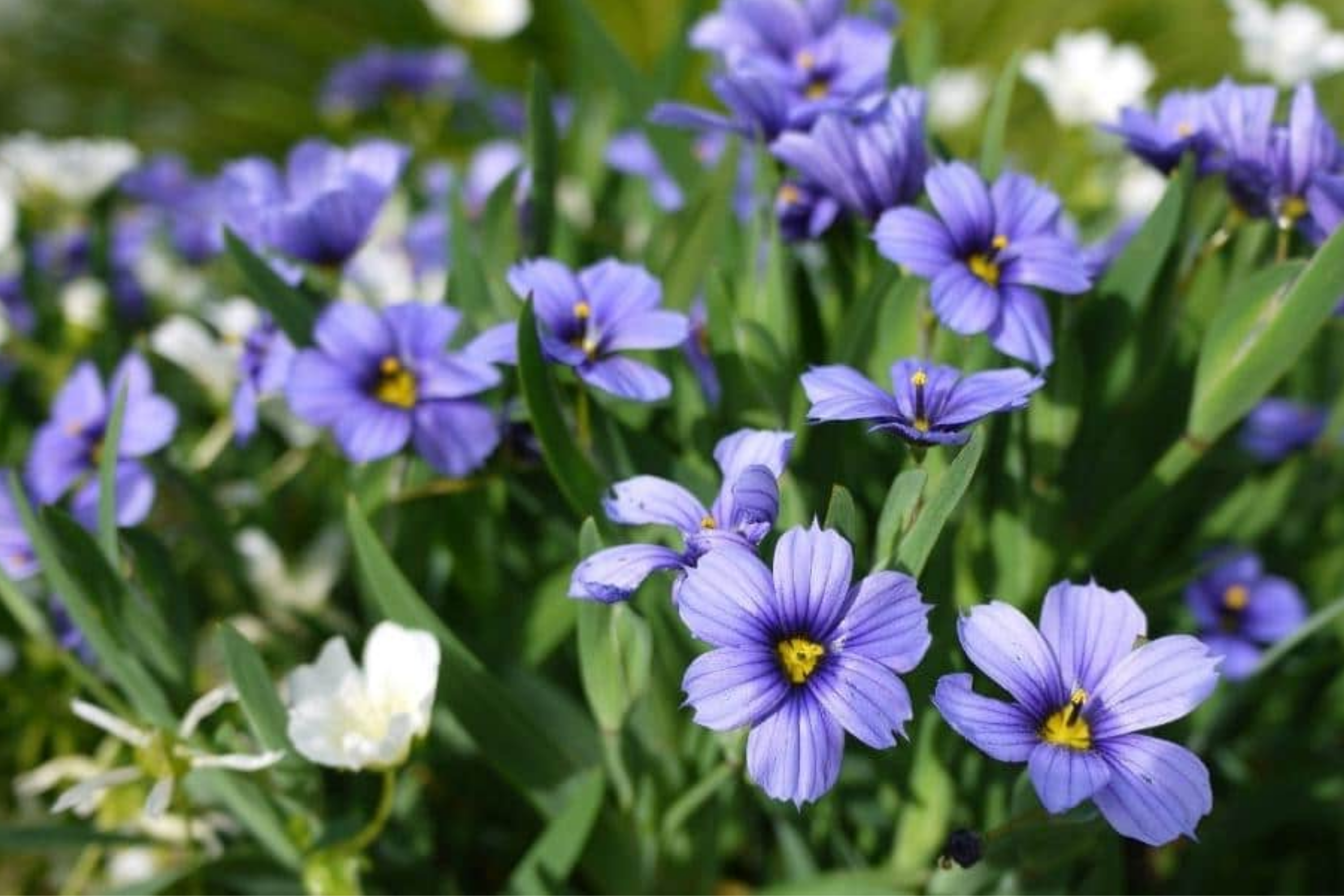 Purple Rain Polemonium Seeds, 40+ PCS, Jacob's Ladder Perennial, Blue Flowering Plant, Shade Tolerant, Polemonium caeruleum