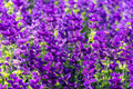 Salvia Seeds - 50 PCS - Blue Monday - Salvia Horminum - Annual Flower - Vivid Purple-Blue Color - Easy to Grow