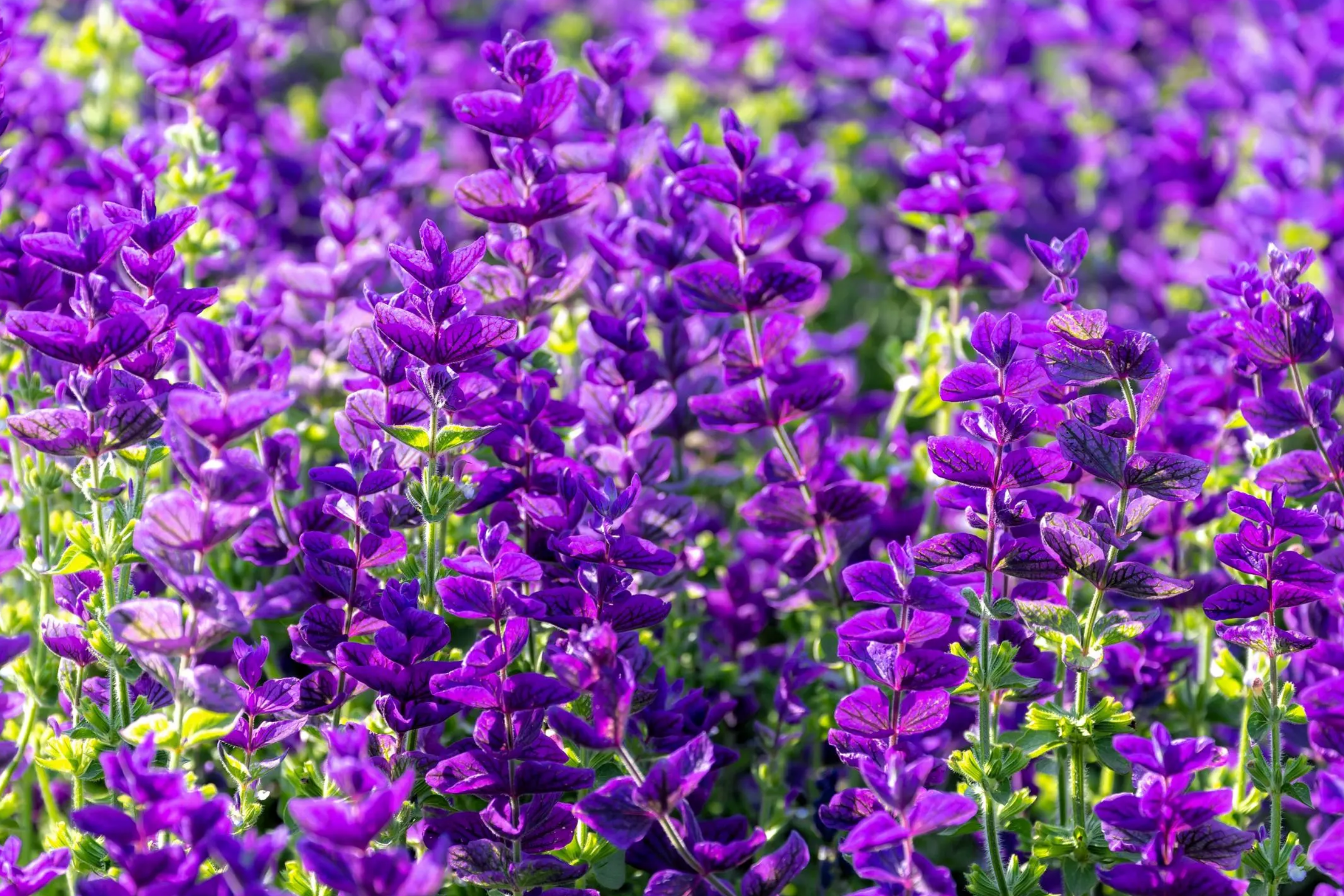 Salvia Seeds - 50 PCS - Blue Monday - Salvia Horminum - Annual Flower - Vivid Purple-Blue Color - Easy to Grow