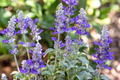 Clary Seeds, 80 PCS, Pink Sunday Flower Seeds, Salvia, Drought Tolerant Perennial, Ideal for Borders and Pots