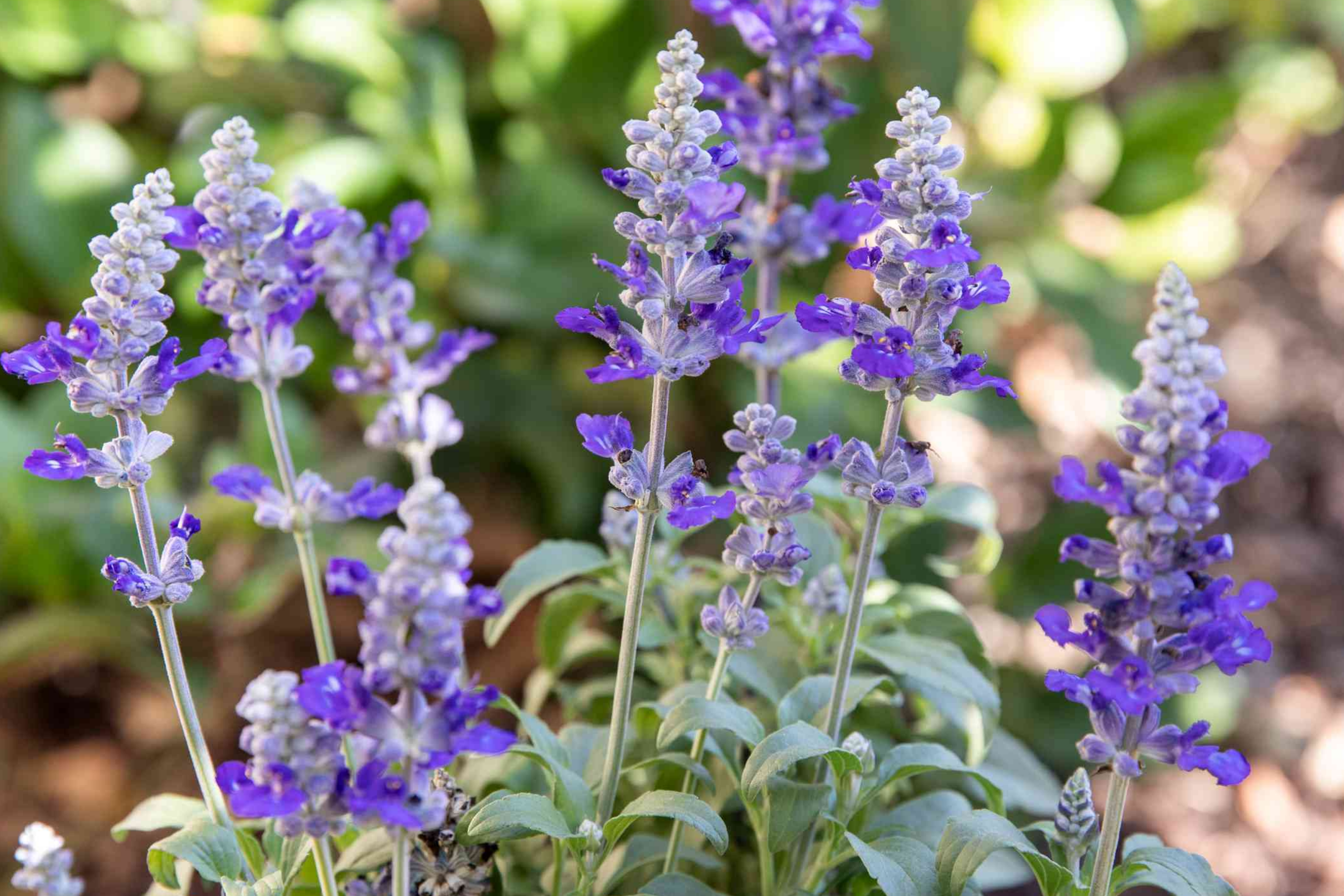 Clary Seeds, 80 PCS, Pink Sunday Flower Seeds, Salvia, Drought Tolerant Perennial, Ideal for Borders and Pots