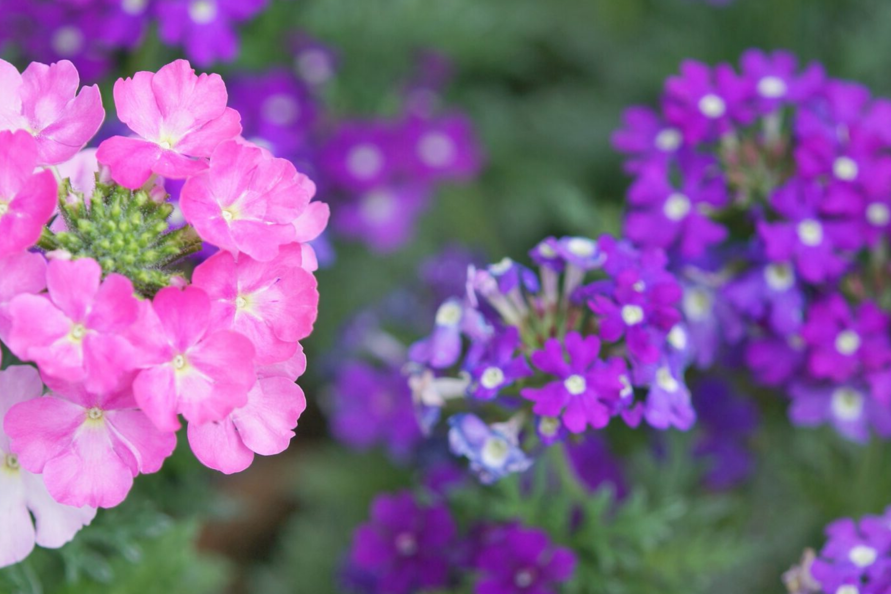 Verbena Seeds 600 Count - Blue Vervain (Verbena hastata) - Perennial Flowering Plant for Home Garden, Full Sun, Deer Resistant