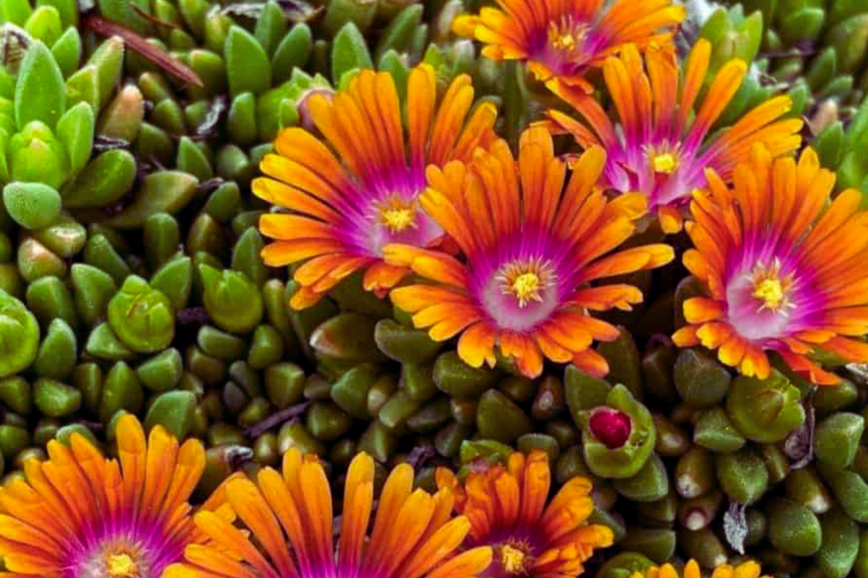 Ice Plant Mix Seeds - 400 Seeds - Ground Cover Xeriscape - Mesembryanthemum - Colorful Daisy-Like Flowers