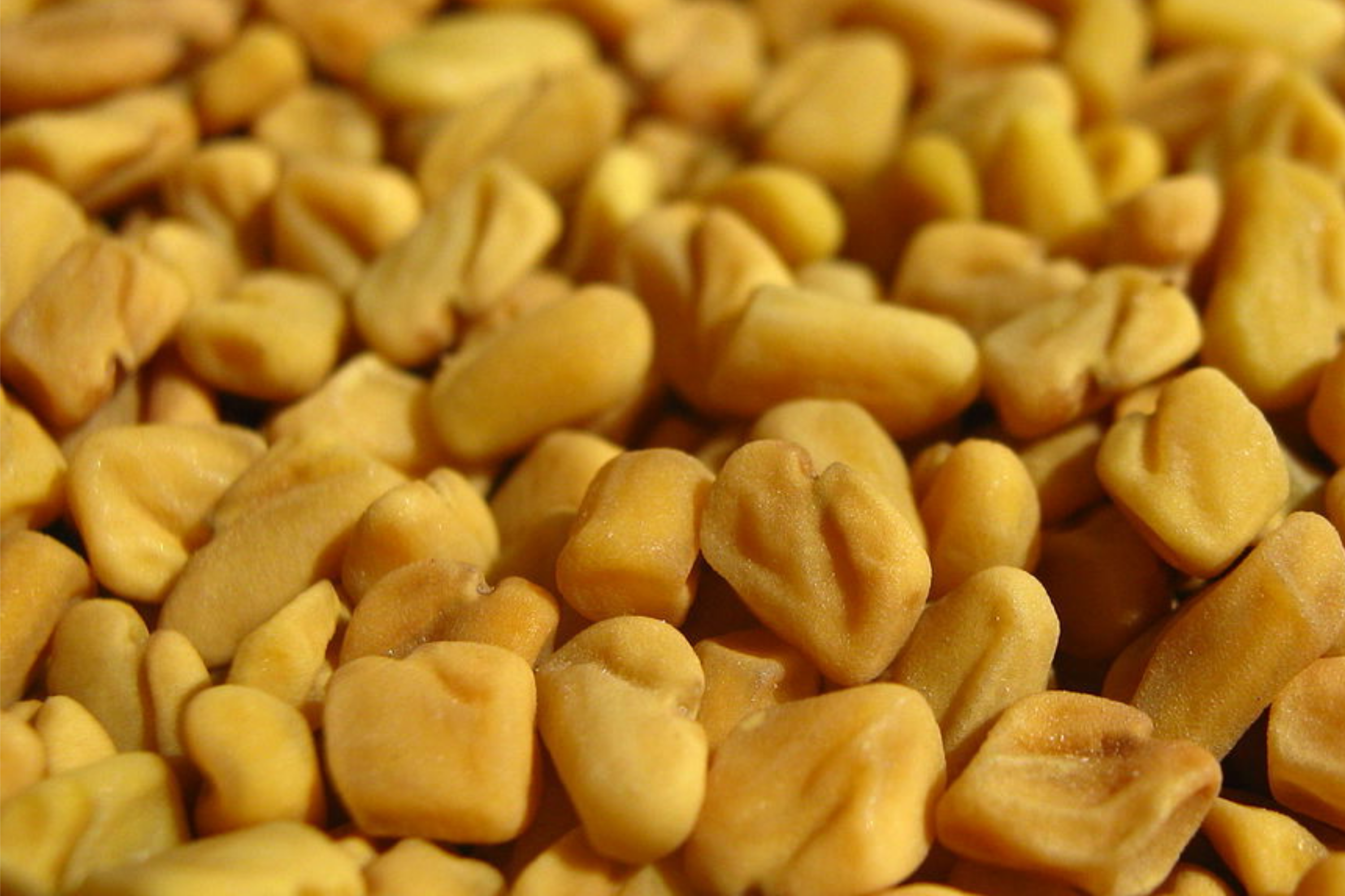 Fenugreek Seeds 50 PCS G85 Trigonella Foenum-Graecum Culinary Herb Annual Plant