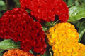 Green Cockscomb Seeds, 30 Seeds, Celosia Cristata, Annual Flower, Green Bloom, Full Sun, USDA Zones 3-10
