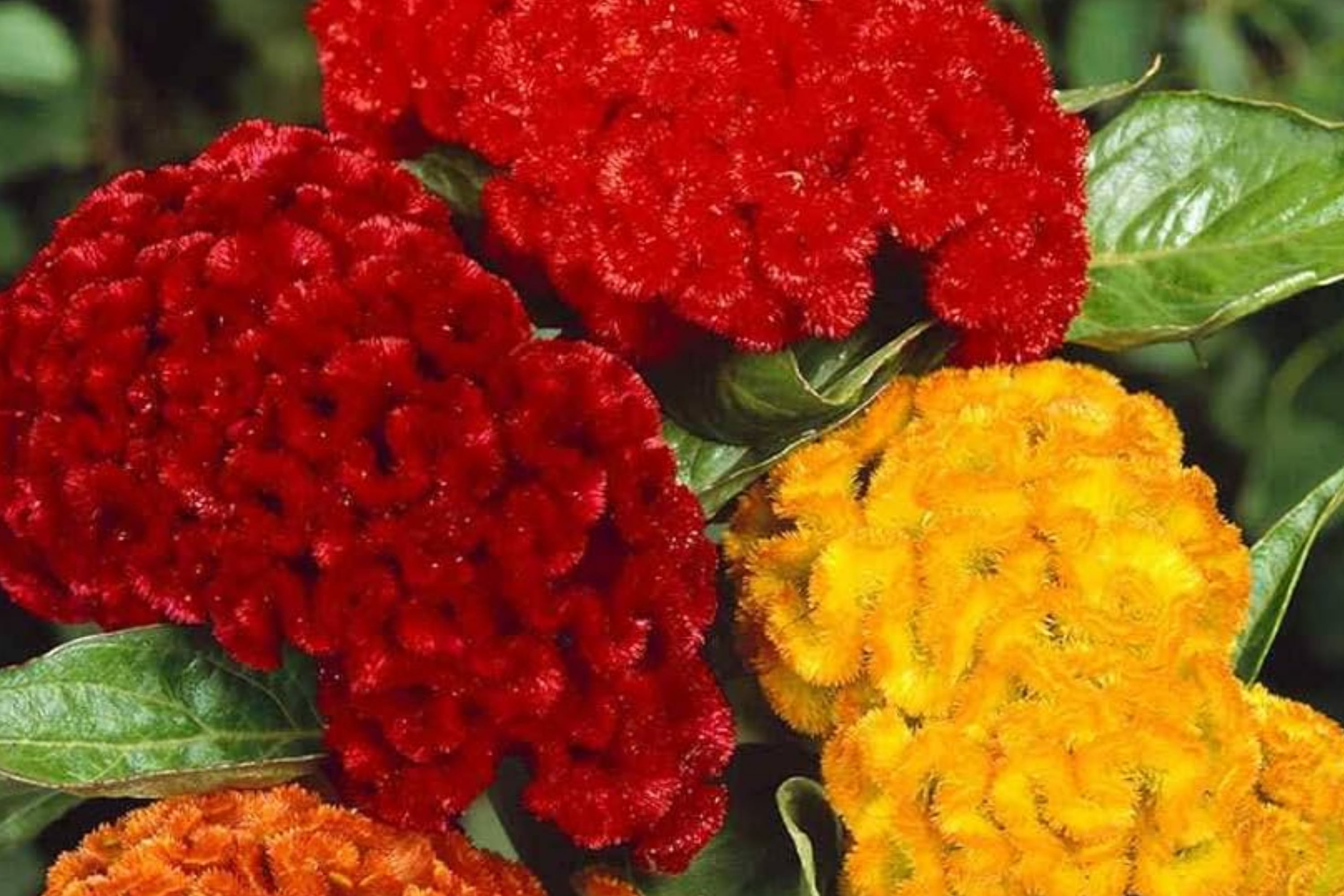 Green Cockscomb Seeds, 30 Seeds, Celosia Cristata, Annual Flower, Green Bloom, Full Sun, USDA Zones 3-10