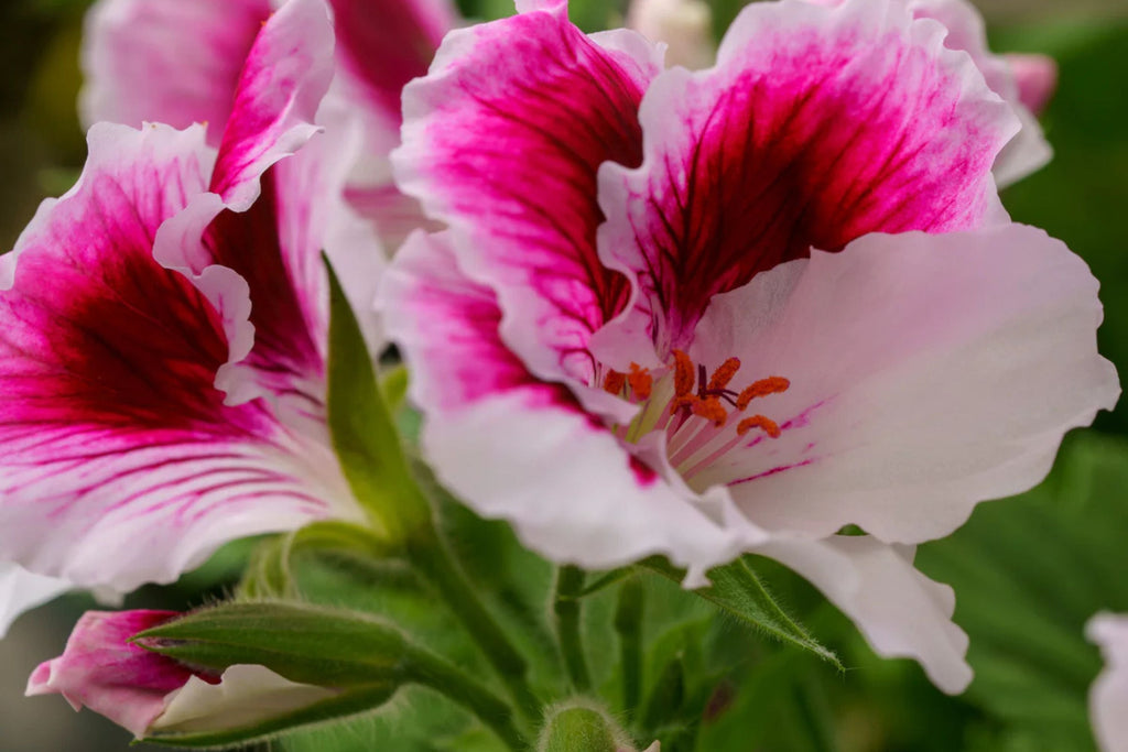 Martha Washington Geranium Seeds – 25 Pelargonium Seeds, USA Grown, , Vibrant Blooms, Container & Garden Flowers