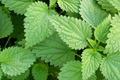 Stinging Nettle Seeds, 200 PCS, Urtica Dioica, Perennial Herb for Garden, Nutrient-Rich, Medicinal Use, Easy to Grow