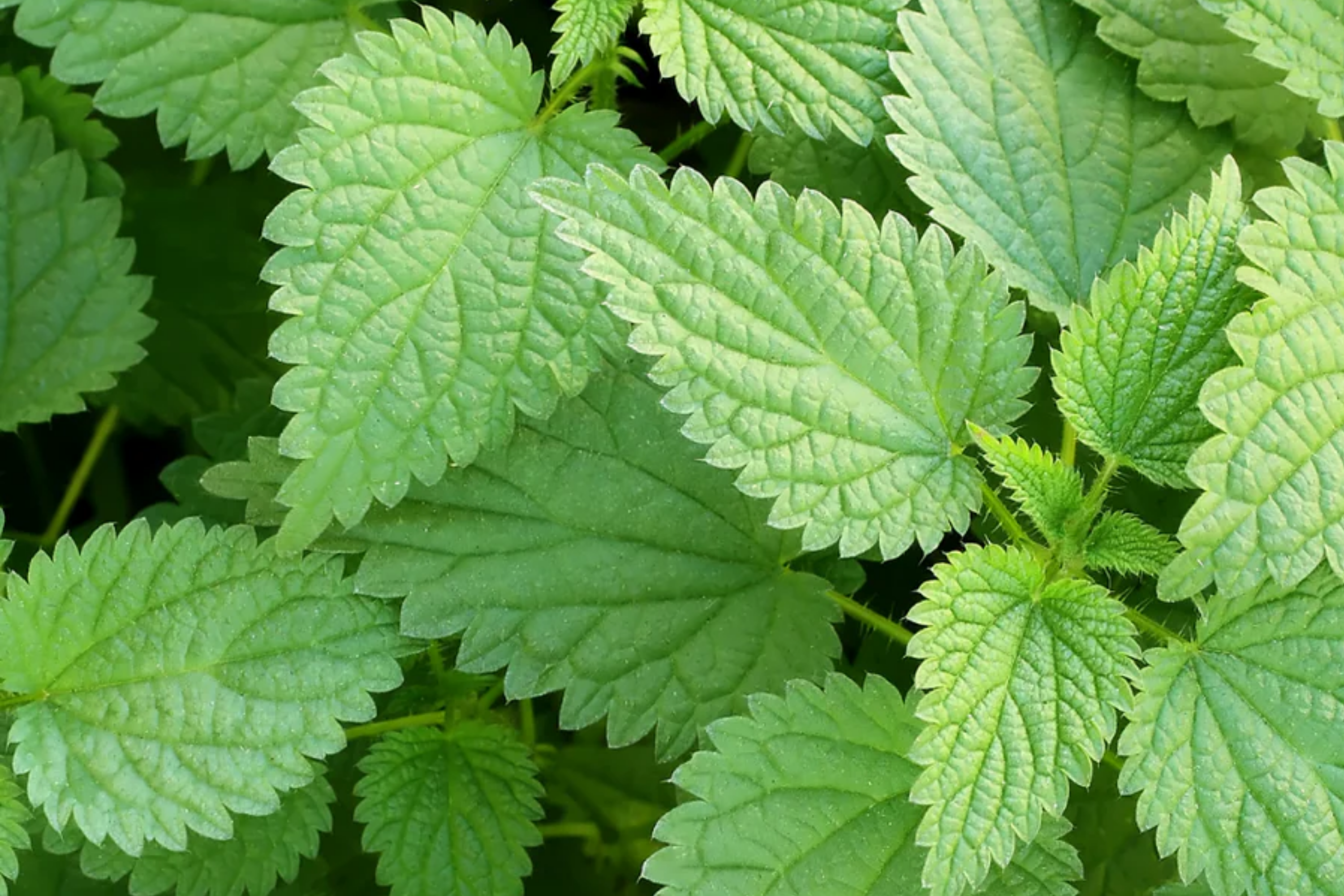 Stinging Nettle Seeds, 200 PCS, Urtica Dioica, Perennial Herb for Garden, Nutrient-Rich, Medicinal Use, Easy to Grow