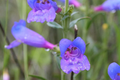 Penstemon Heterophyllus Seeds, 50 PCS, Blue Spring Flower, Perennial Garden Plant, Electric Blue Trumpet Flowers