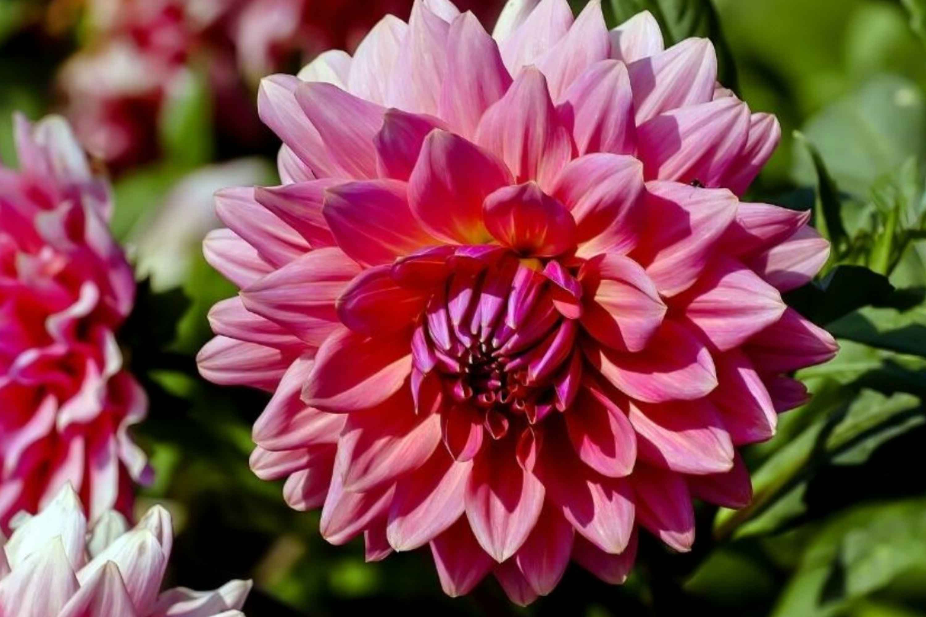 Dahlia Seeds, 8 Pack, Black Beauty, Dark Mahogany Red Flowers, Dahlia pinnata, Annual, Unique Color, Award-Winning Variety