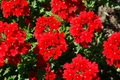 Red Verbena Seeds 100 PCS - Scarlet Flowering Ground Cover, Verbena Hybrids Nana Compacta, Annual Gardening, US Seller