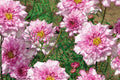 Double Click Bicolor Rose Cosmos Seeds – 200+ Heirloom Flower Seeds, USA Grown, , Attracts Pollinators