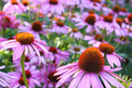 Echinacea Seeds, 200 PCS, Purple Coneflower (Echinacea Purpurea), Perennial Wildflower, Lavender Bloom, Deer Resistant