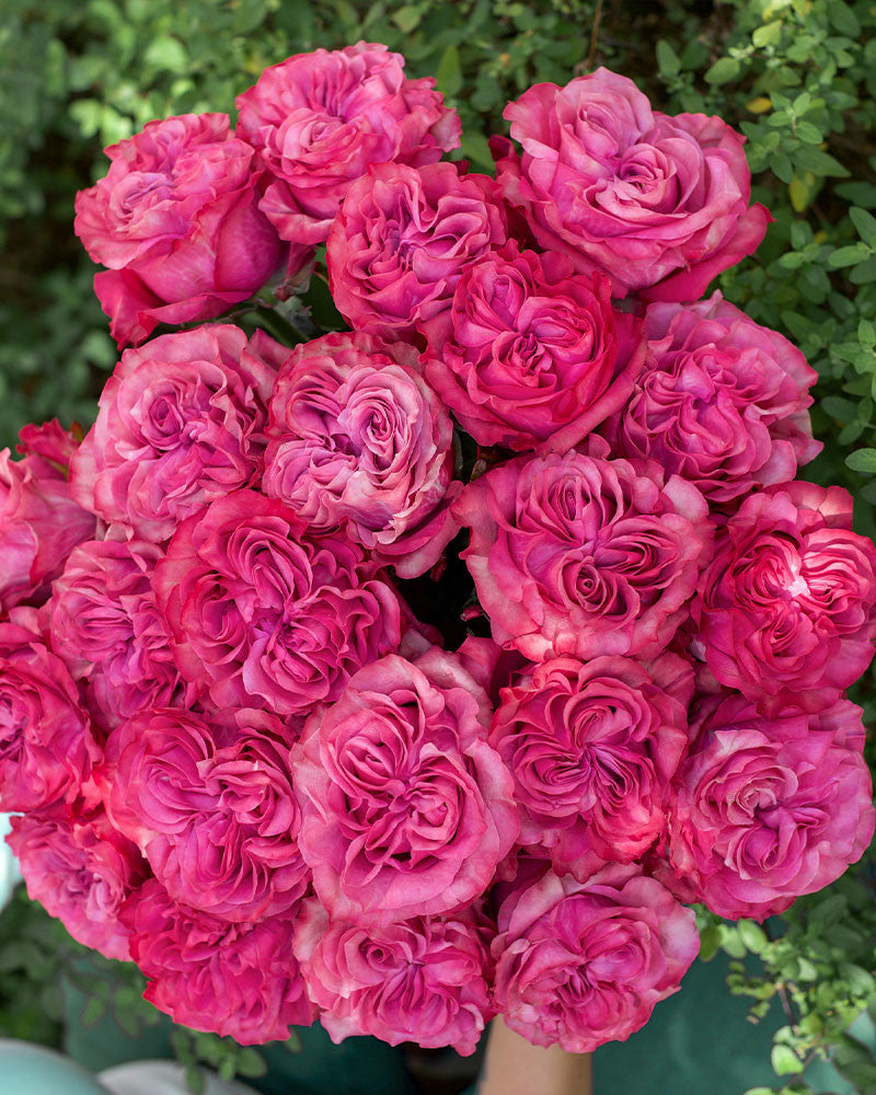 Super Rare Country Blues Rose Cuttings (3) – Rosa ‘Country Blues’ | Purple-Mauve Shrub/Floribunda Rose | Unrooted for Rooting or Grafting