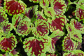 Coleus Seeds - 25 Count - Wizard Velvet Red - Coleus blumei - Dwarf, Full Sun, Heart-Shaped Leaves, Annual Plant