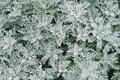 Cineraria Seeds, 600 PCS, Dusty Miller Silverdust, Cineraria Maritima, Silvery Gray Foliage, Annual Flower Seeds