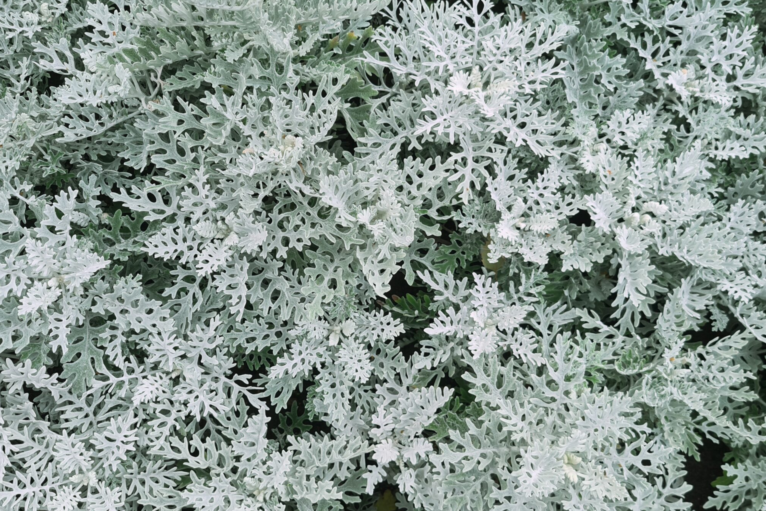 Cineraria Seeds, 600 PCS, Dusty Miller Silverdust, Cineraria Maritima, Silvery Gray Foliage, Annual Flower Seeds