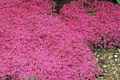 Creeping Thyme Seeds 100 PCS Magic Carpet Groundcover Perennial (Thymus serpyllum) Carmine-Pink Flowering Plant