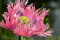 Poppy Seeds - Danish Flag - 500 Seeds - Papaver Somniferum - Red & White Perennial Ground Cover - Easy to Grow