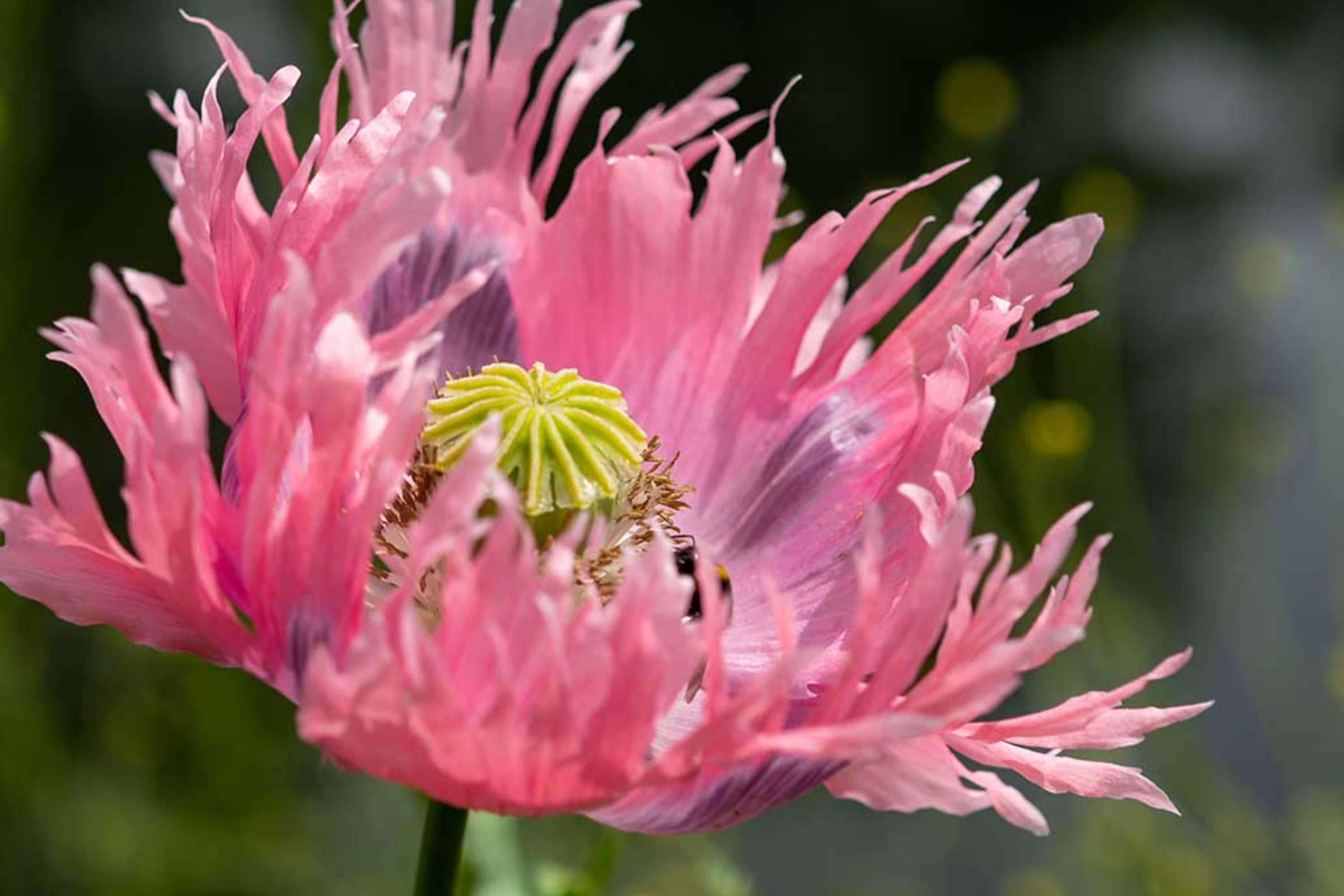 Poppy Seeds - Danish Flag - 500 Seeds - Papaver Somniferum - Red & White Perennial Ground Cover - Easy to Grow