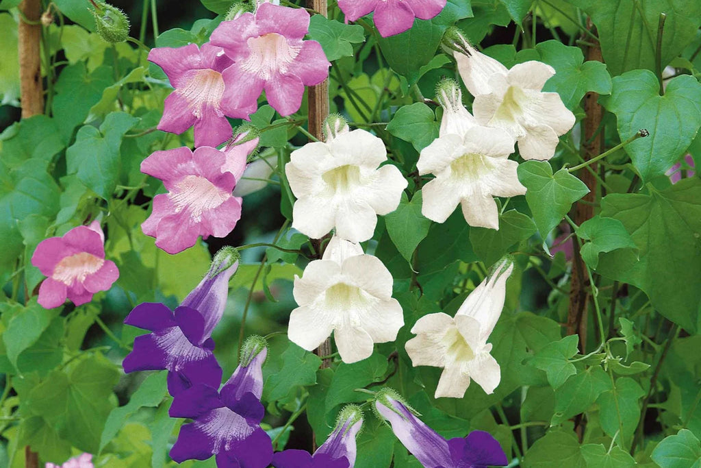 1000+ Climbing Mix Snapdragon Seeds – Vibrant Flower Garden, USA Grown, Colorful Dragon Blooms –