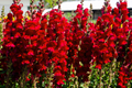 Red Snapdragon Seeds - 200 PCS Ruby Annual Flowers - Antirrhinum Majus Maximum Ruby, Ideal for Gardens & Cut Flowers