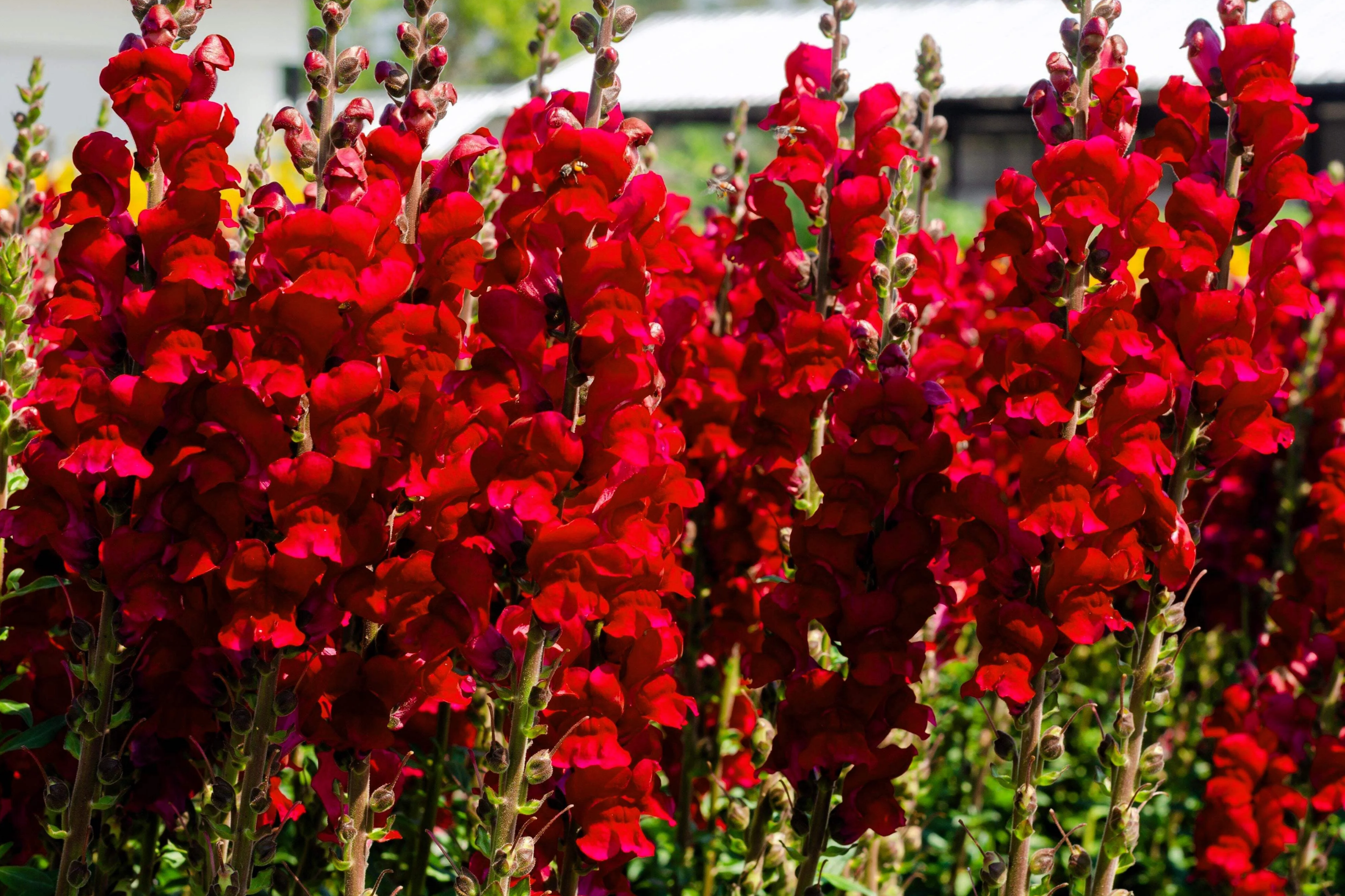 Red Snapdragon Seeds - 200 PCS Ruby Annual Flowers - Antirrhinum Majus Maximum Ruby, Ideal for Gardens & Cut Flowers