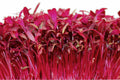 Red Garnet Amaranth Microgreen Seeds | Non-GMO Herb Sprouting Seeds | Amaranthus cruentus
