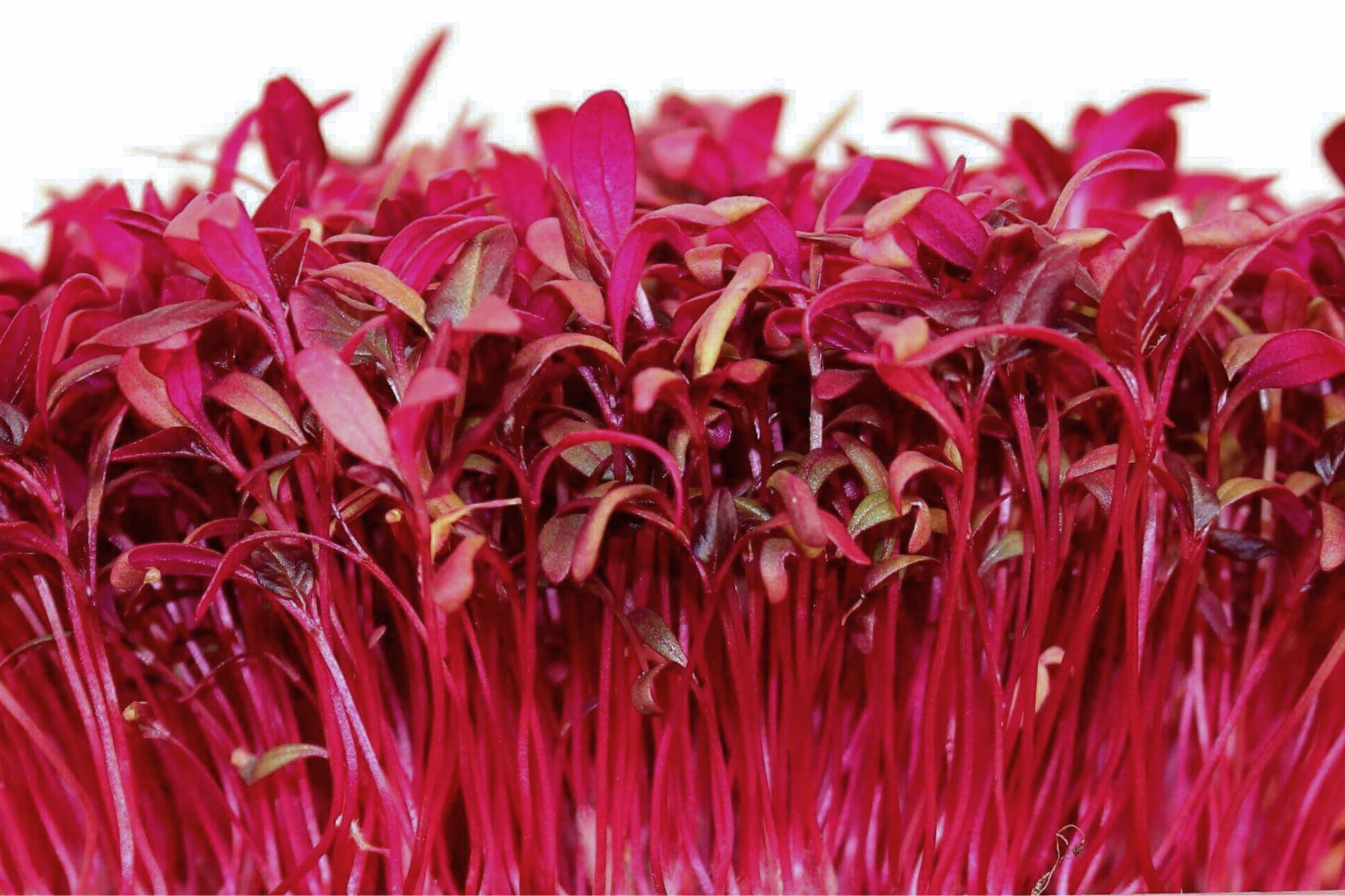 Red Garnet Amaranth Microgreen Seeds | Non-GMO Herb Sprouting Seeds | Amaranthus cruentus