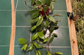 Hoya Sunrise Node Cutting – 1 Live Unrooted Single Node Hoya Cutting for Indoor Propagation