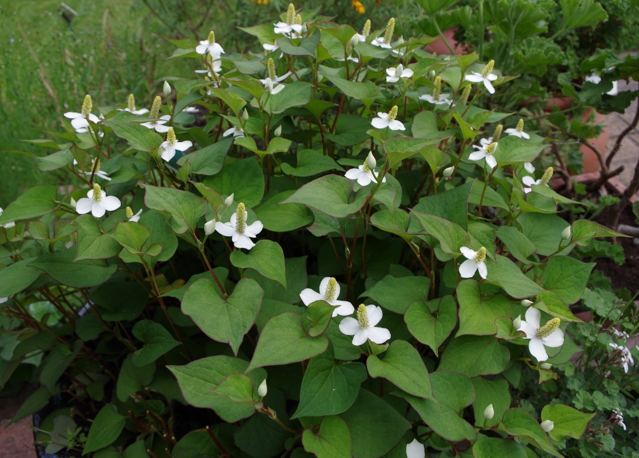 15 Live Fish Mint Plants (Houttuynia cordata) 6” Bareroot | Vietnamese Herb, Herbal Ground Cover, Heartleaf, Chameleon Plant