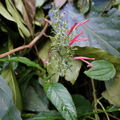 St. John's Bush Rooted Cuttings - Justicia secunda - Live Plant Cuttings for Gardening and Indoor Decor