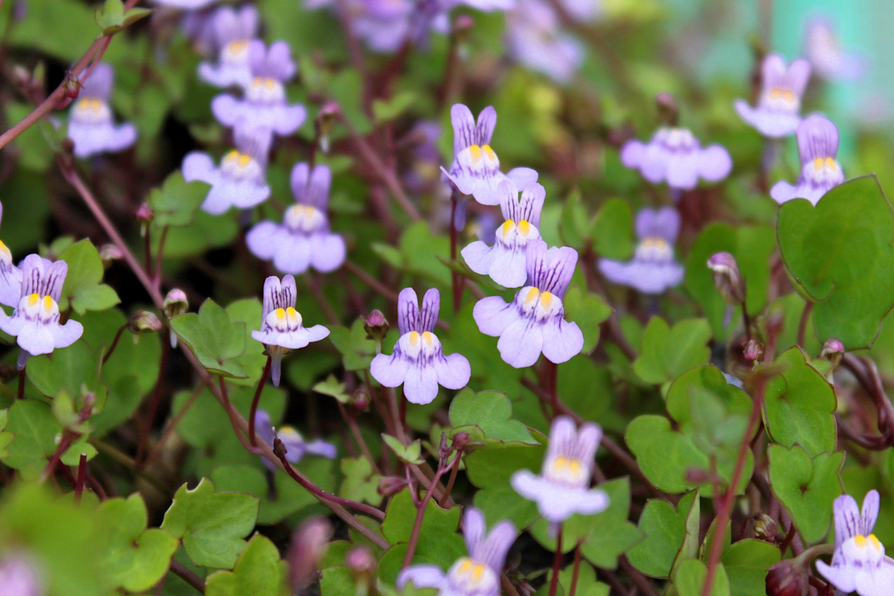 Kenilworth Ivy Seeds, 200 Seeds, Lilac Perennial Ground Cover, Cymbalaria Muralis, Shade Tolerant, Low Maintenance, Deer Resistant