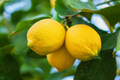 Lemon Tree Seeds - 15 Fresh Seeds - Citrus limon - Ideal for Planting This Season - Germination Guide Available