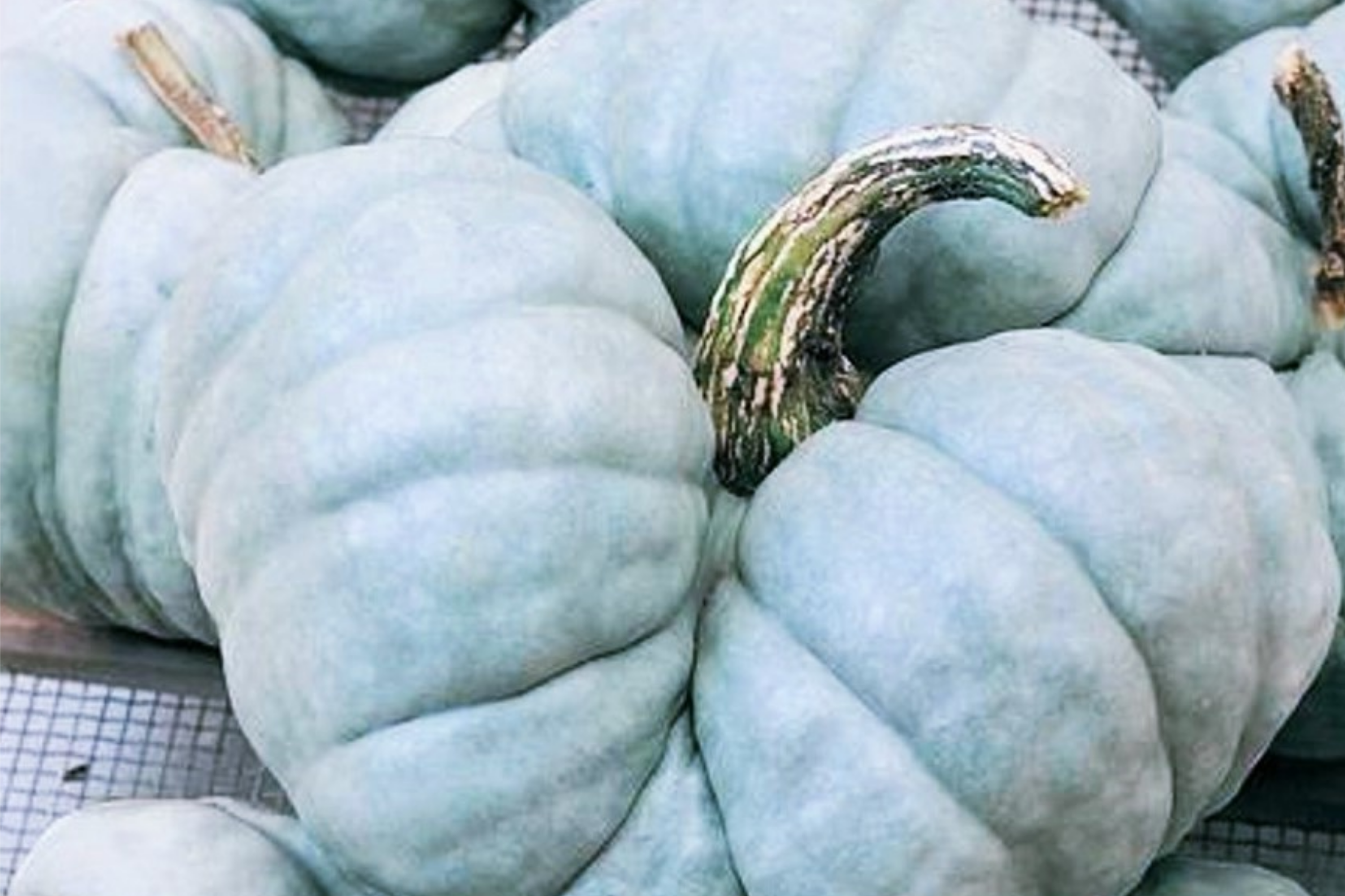 Heirloom Jarrahdale Pumpkin Seeds - 10 Seeds, Winter Squash, Blue-Green Skin, Cucurbita maxima, US Harvested