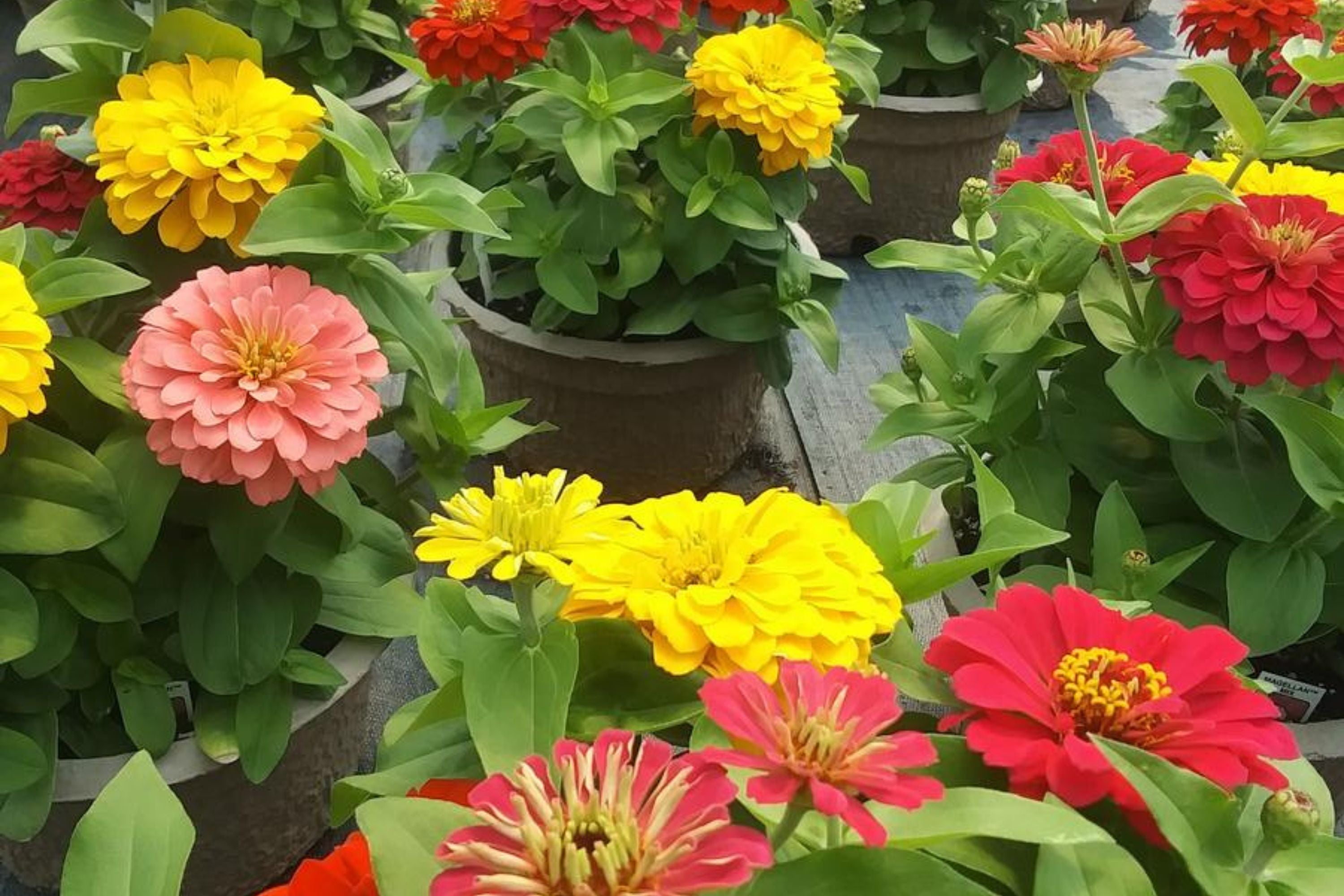 Magellan Mix Zinnia Seeds, 100 Dwarf Flower Seeds, Colorful Blooms, Compact Plants, Full Sun, Container & Border Gardening