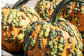 Goosebumps Pumpkin Seeds - 20 Seeds - F1 Hybrid - Bright Orange Warted - Cucurbita pepo - Giant Fall & Winter Vegetable
