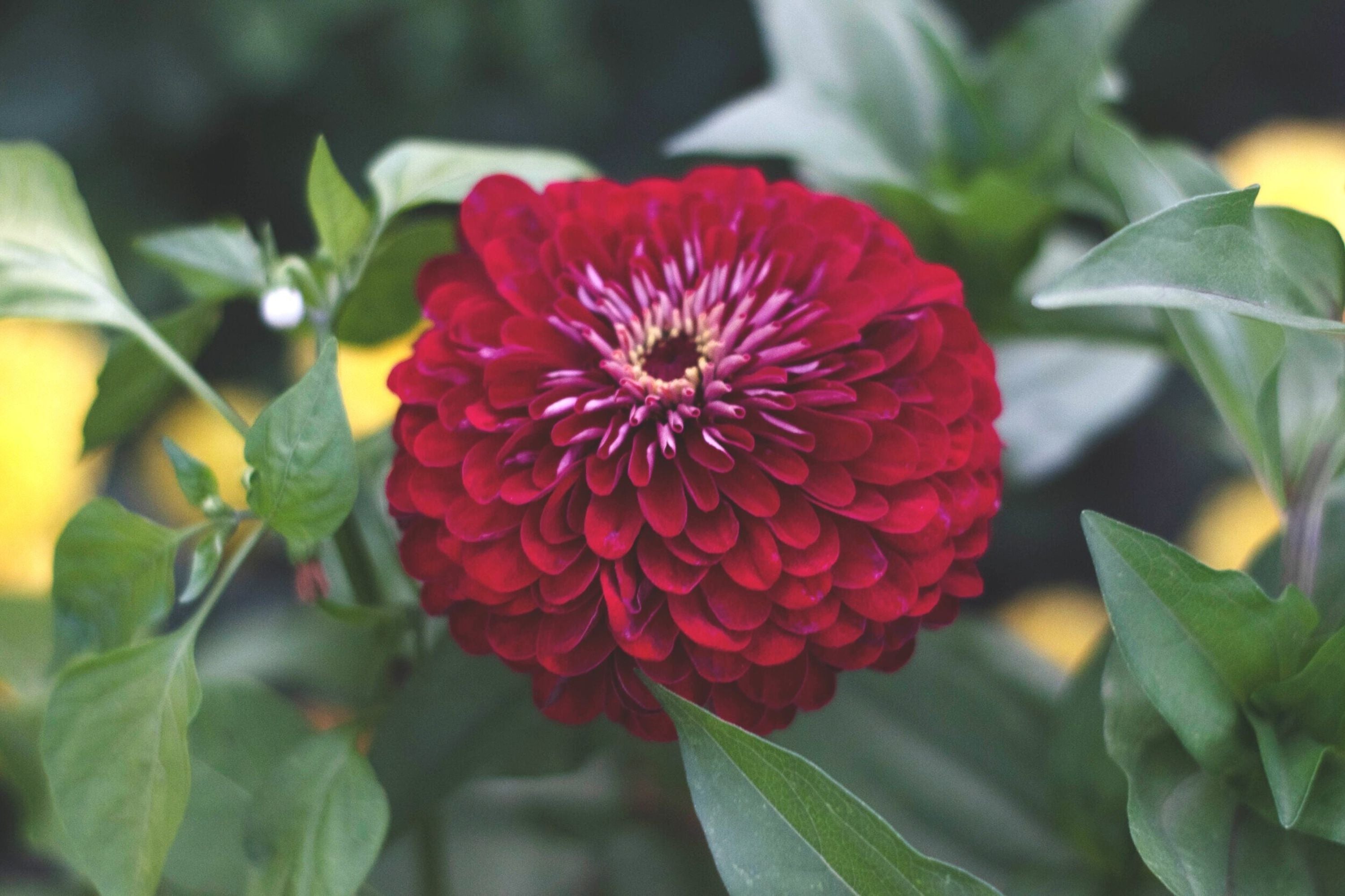 Benary Giant Wine Zinnia Seeds, 100+ Flower Seeds, Deep Burgundy Blooms, Cut Flower Garden, Pollinator-Friendly, Full Sun