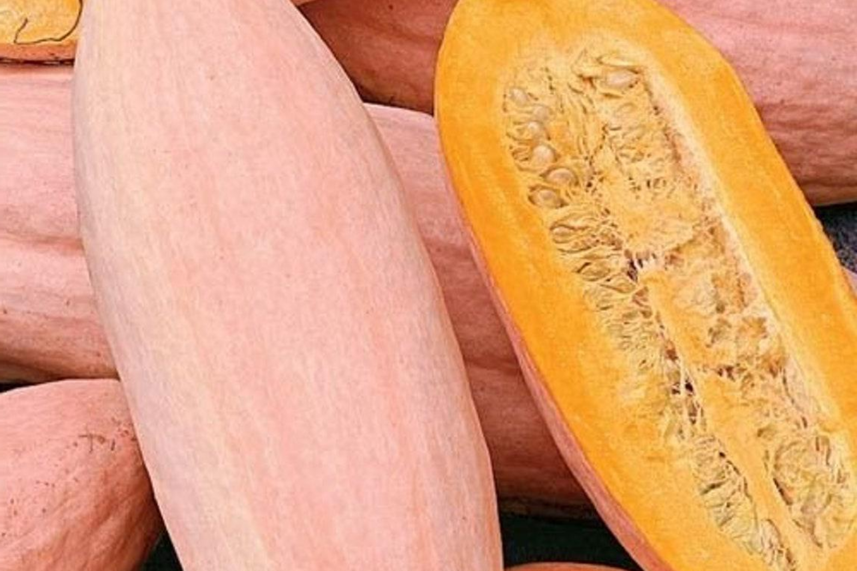 Pink Banana Squash Seeds E168 - 20 Seeds, Giant Fall & Winter Vegetable, Cucurbita maxima