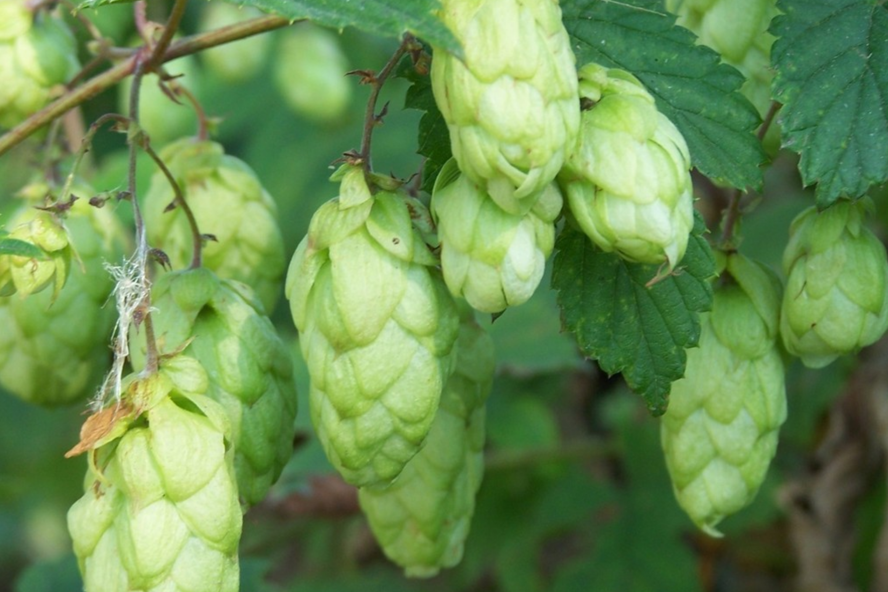 Common Hops Seeds - 40 Seeds - Humulus Lupulus - Brewing Vine for Beer - Fast Shipping, US Seller