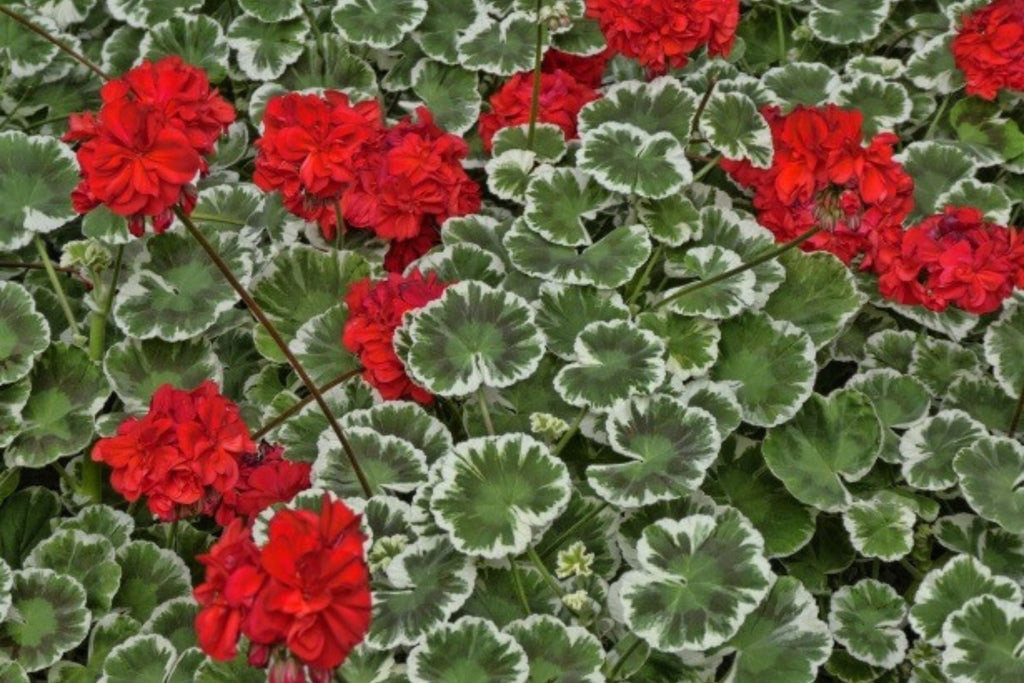 Wilhelm Langguth Geranium 25 Seeds, Zonal Flower Seeds, Vibrant Red Blooms, Full Sun, Container & Garden Planting